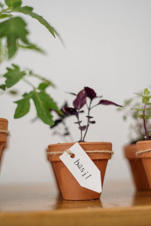 How to Start a Small Herb Garden Indoors: A Simple Step-by-Step Guide